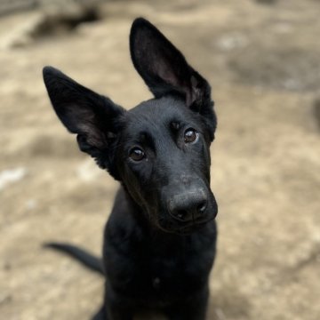 ジャーマン・シェパード・ドッグ【三重県・男の子・2024年1月14日・ブラック】の写真「訓練犬の最高峰、IGP訓練血統！」