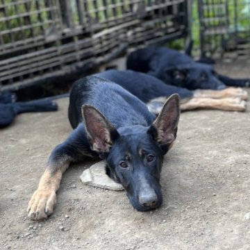 ジャーマン・シェパード・ドッグ【三重県・女の子・2023年6月16日・ブラックタン】の写真「訓練犬の最高峰、IGP訓練血統!」