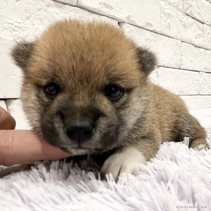 mikaブー 様のお迎えした子犬