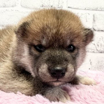 柴犬(標準サイズ)【群馬県・男の子・2023年8月20日・赤】の写真「可愛いお顔の男の子♫」