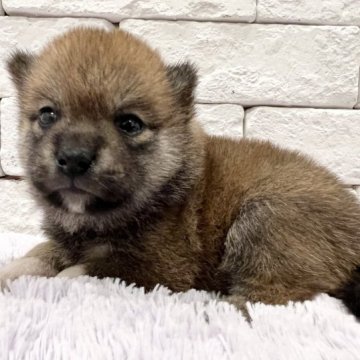 柴犬(標準サイズ)【群馬県・女の子・2023年8月6日・赤】の写真「可愛いお顔の女の子♫」