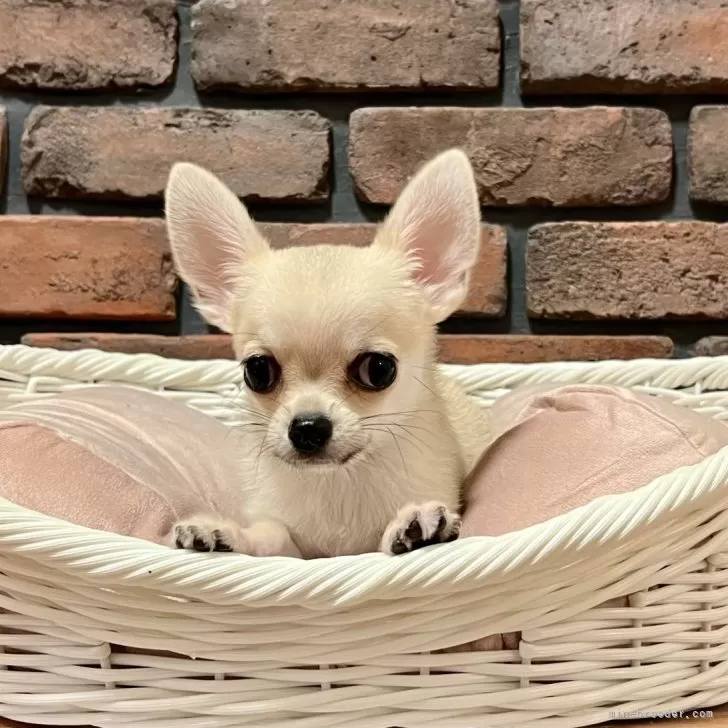 まぁ 様のお迎えした子犬