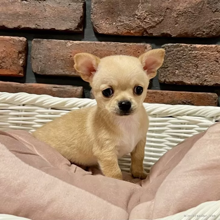 はまお 様のお迎えした子犬