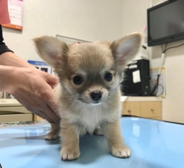 チワワ(ロング)【徳島県・男の子・2020年1月23日・ブルーフォーン】の写真「PRAクリア。神秘的なカラーの可愛い王子様♡♡」