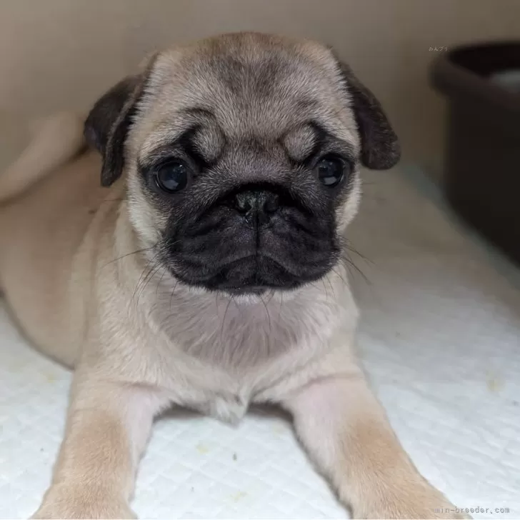 かずひろ 様のお迎えした子犬