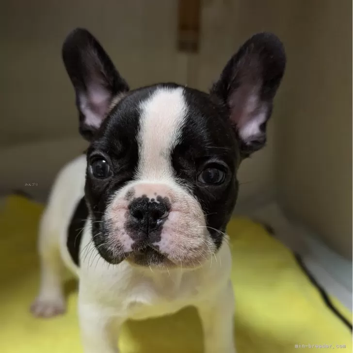 まあま 様のお迎えした子犬