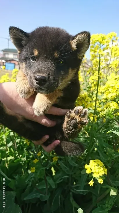 柴犬(標準サイズ)【埼玉県・男の子・2019年2月7日・黒】の写真1