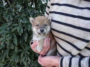 柴犬(標準サイズ)【埼玉県・男の子・2016年12月18日・赤】の写真「パパはチャンピオン犬です」