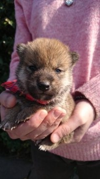 柴犬(標準サイズ)【埼玉県・男の子・2019年2月7日・赤】の写真「5兄妹三男です💜」