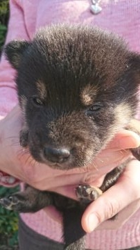 柴犬(標準サイズ)【埼玉県・女の子・2019年2月7日・黒】の写真「5兄妹 長女です💓」