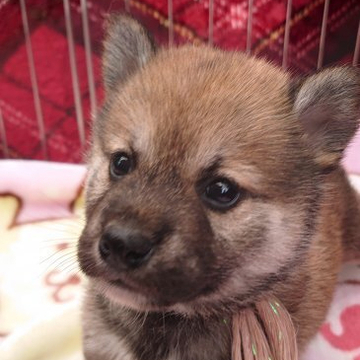 柴犬(標準サイズ)【埼玉県・女の子・2022年5月5日・赤】の写真「♡よろしくお願いしましゅ♡」