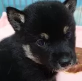 柴犬(標準サイズ)【埼玉県・男の子・2024年1月15日・黒】の写真4