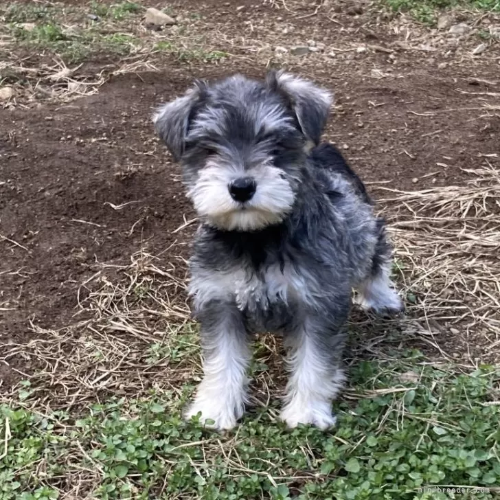 ともだあ 様のお迎えした子犬