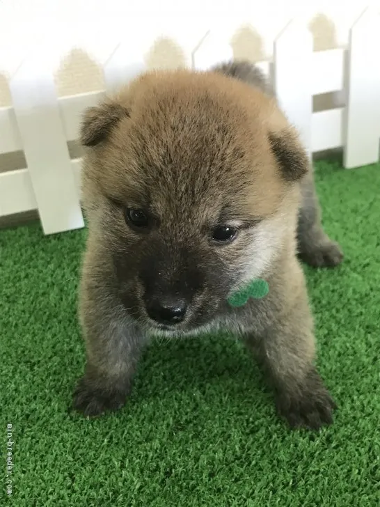 柴犬(標準サイズ)【大阪府・男の子・2020年7月26日・赤】の写真1「こんにちは　まだ耳がこんにちはってしてます全然大丈夫３日以内にぴーんってなりますよ。」