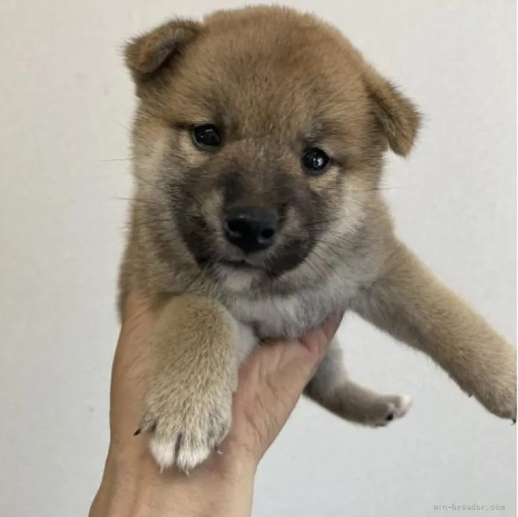 柴犬(標準サイズ)【大阪府・女の子・2022年5月8日・赤】の写真1「今日も元気いっぱいです」