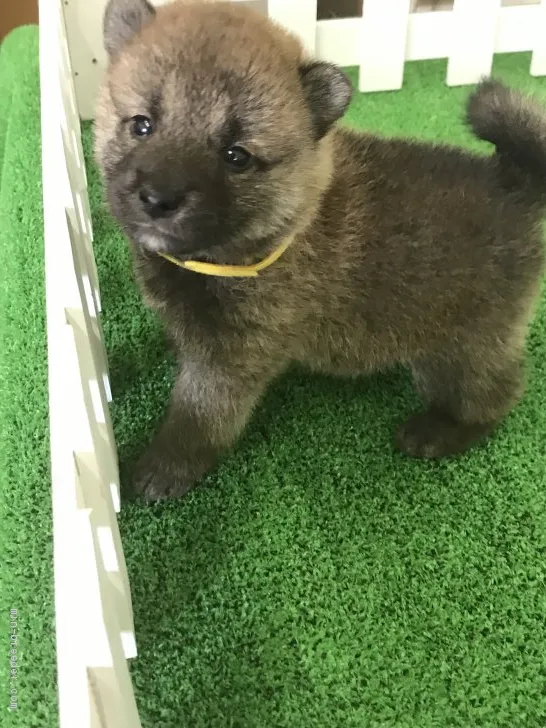 柴犬(標準サイズ)【大阪府・男の子・2020年7月26日・赤】の写真1「寝起きの写メです御免なさい。」