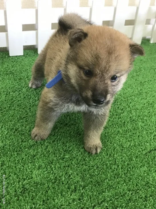 柴犬(標準サイズ)【大阪府・男の子・2020年7月26日・赤】の写真1「優しさいっぱい溢れる男の子両親の遺伝子情報あります。」