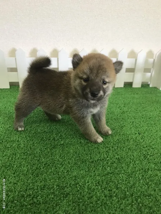 柴犬(標準サイズ)【大阪府・女の子・2020年7月26日・赤】の写真1「両親の遺伝子情報あり　とても可愛く元気な素敵な子です。アップしてみて下さいね！」