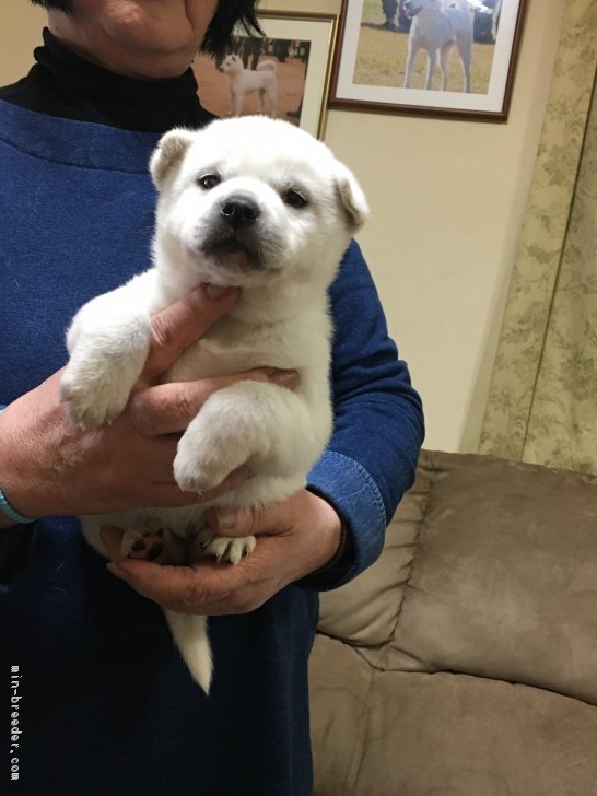 紀州犬 大阪府 女の子 18年1月29日 白 優しい天然記念物紀州犬女の子で貴重な仔です みんなのブリーダー 子犬id 1803 009