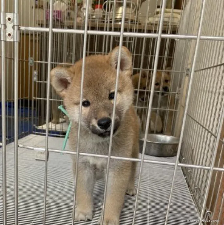 ユッキー 様のお迎えした子犬
