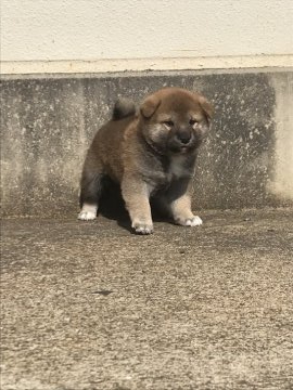 柴犬(標準サイズ)【大阪府・女の子・2020年3月27日・赤胡麻】の写真「男の子にも負けない元気さと可愛いさが売り物です。」