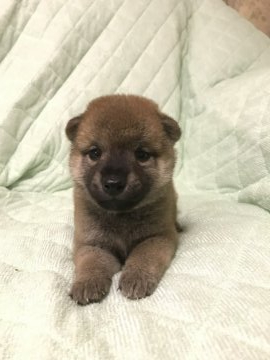 柴犬(標準サイズ)【大阪府・男の子・2020年5月25日・赤】の写真「写メを見たとおり健康的な男の子です。」