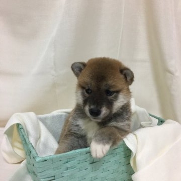 柴犬(標準サイズ)【大阪府・女の子・2017年6月7日・赤】の写真「未だちゃんと耳が立ってませんが耳立てば胸キュンです」