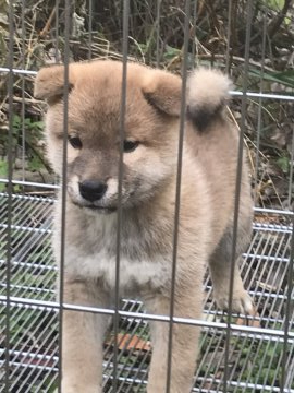 柴犬(標準サイズ)【大阪府・女の子・2020年11月5日・赤】の写真「優しい顔の女の子　1月2日の写メです」