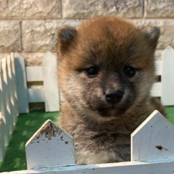 柴犬(標準サイズ)【大阪府・女の子・2023年9月23日・赤】の写真「女の子らしい可愛い子です」