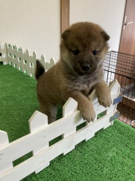 柴犬(標準サイズ)【大阪府・男の子・2021年3月5日・赤胡麻】の写真「男の子なのに兄妹犬の女の子よりだいぶ小さく元気です」