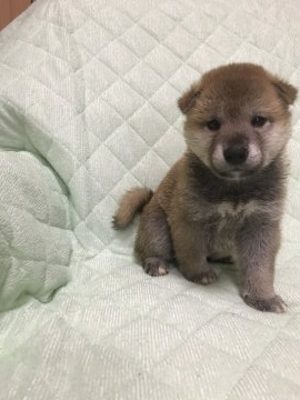 柴犬(標準サイズ)【大阪府・男の子・2020年5月25日・赤】の写真「写メを見たとおり健康的な男の子です。」