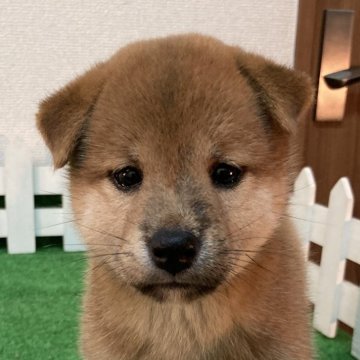 柴犬(標準サイズ)【大阪府・女の子・2023年6月16日・赤】の写真「元気で可愛いく優しい女の子」