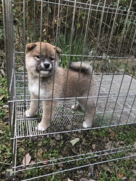 柴犬(標準サイズ)【大阪府・女の子・2020年11月5日・赤】の写真「天然記念物（公社）日本件保存会小型標準犬の良さ。」