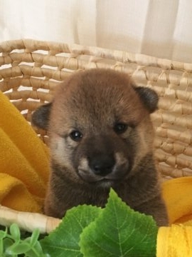 柴犬(標準サイズ)【大阪府・男の子・2017年8月6日・赤】の写真「両親に似てとてもフレンドリーな仔犬です。」