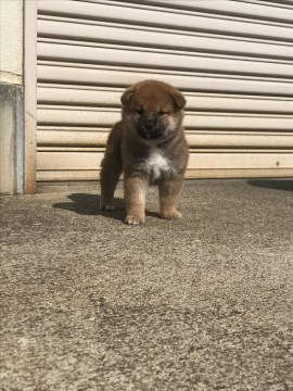 柴犬(標準サイズ)【大阪府・男の子・2020年3月27日・赤胡麻】の写真「最近離乳食も食べ始めました元気な仔犬です。」