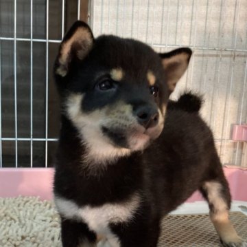 柴犬(豆柴)【大阪府・男の子・2024年5月27日・黒】の写真「遺伝子両親犬共にクリア両親犬共に豆柴プレミアム犬」