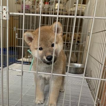 柴犬(標準サイズ)【大阪府・男の子・2022年5月8日・赤】の写真「元気で可愛い男の子」