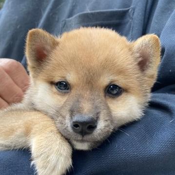 柴犬(豆柴)【大阪府・男の子・2022年8月9日・赤胡麻】の写真「両親豆柴遺伝子クリアしたがって仔犬全部クリアです」