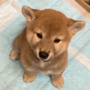 柴犬(標準サイズ)【大阪府・女の子・2022年8月17日・赤】の写真「これぞ柴犬元気優しい人が大好きな女の子」