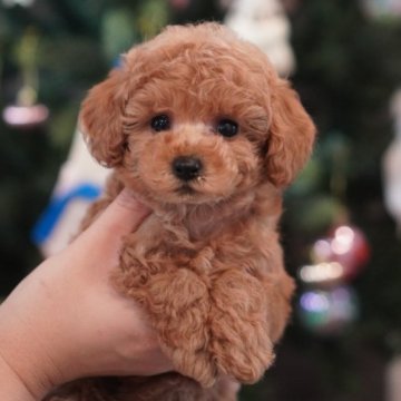 タイニープードル【三重県・男の子・2024年10月14日・レッドフォーン】の写真「もこもこの男の子❄️とっても毛量良いです＾＾」