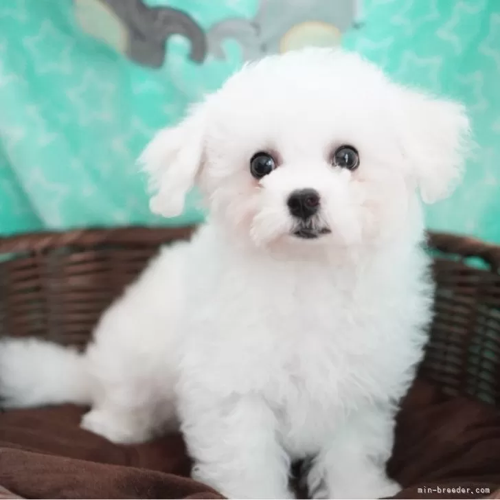 くるくる 様のお迎えした子犬