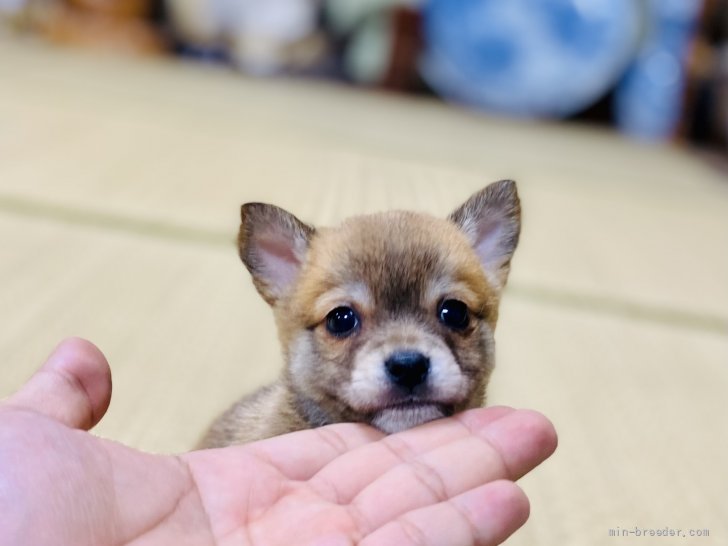 父 豆柴 母 チワワ 茨城県 男の子 21年9月9日 フォーン 可愛いミックス犬 甘えん坊 で人懐っこい男の子 みんなのブリーダー 子犬id 2110