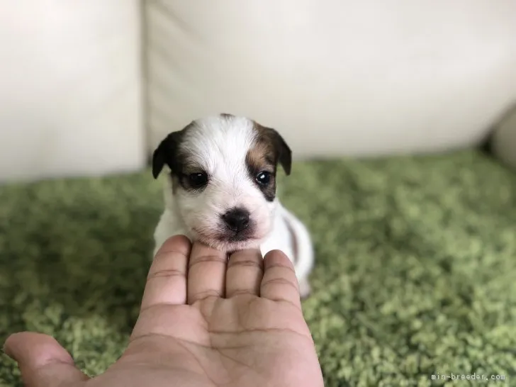 ID：1902-00735の子犬