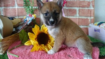 柴犬(豆柴)【茨城県・女の子・2016年6月5日・赤】の写真「可愛さ満点💯！両親豆柴認定犬」