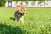 豆柴【茨城県・女の子・2019年7月21日・赤】の写真2「9/28」