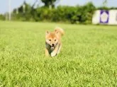 豆柴【茨城県・女の子・2019年7月21日・赤】の写真3「9/28」