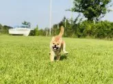 豆柴【茨城県・女の子・2019年7月21日・赤】の写真4「9/28」