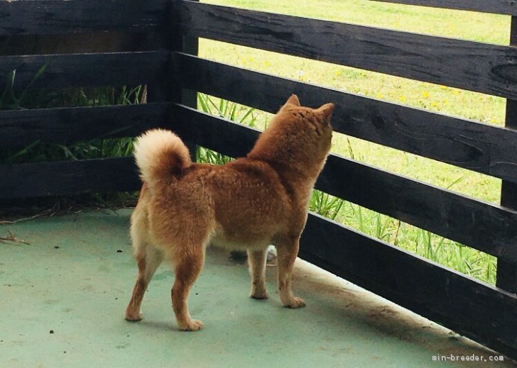 柴犬【・男の子・2013年9月18日・赤】「凄く良い豆柴です😊」