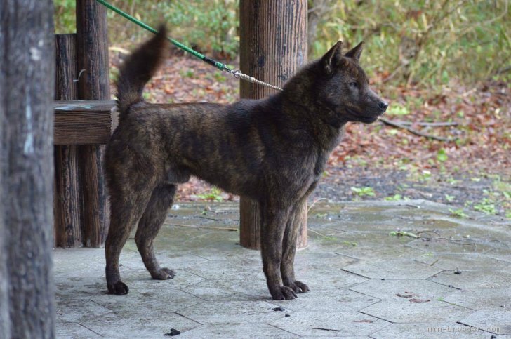 総合優勝犬！｜大谷　未幸(おおたに　みゆき)ブリーダー(大阪府・甲斐犬など・日本犬保存会/甲斐犬愛護会登録)の紹介写真2