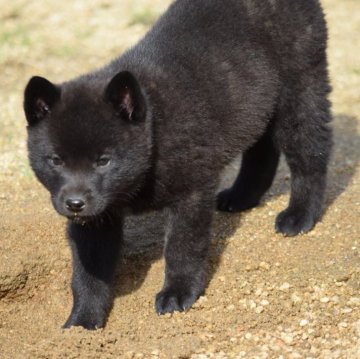 甲斐犬【大阪府・女の子・2024年10月13日・黒虎毛】の写真「良血統の甲斐犬女の子♡」